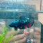 Betta Male Plakat Avarta Nebula M22