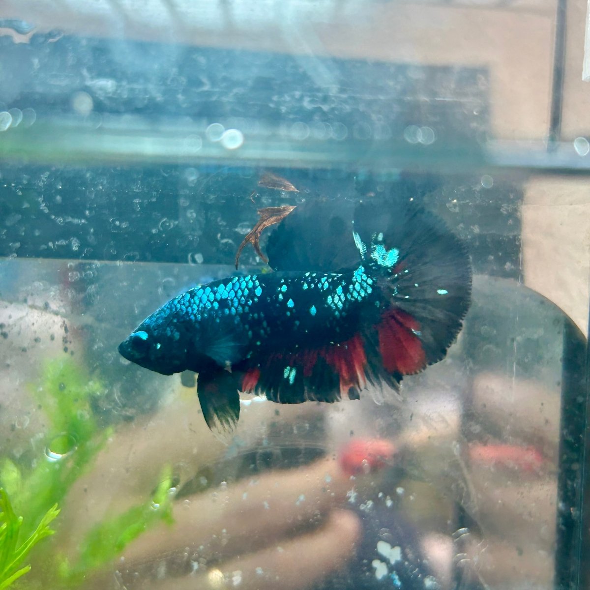 Betta Male Plakat Avarta Nebula M22