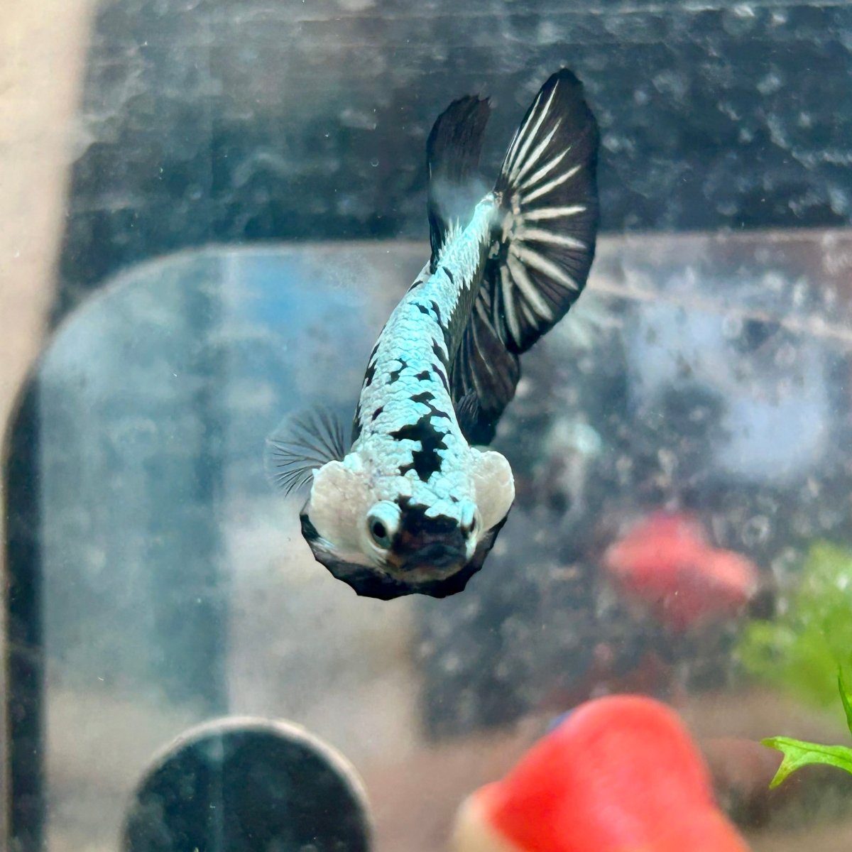 Betta Male Plakat Black Samurai 123