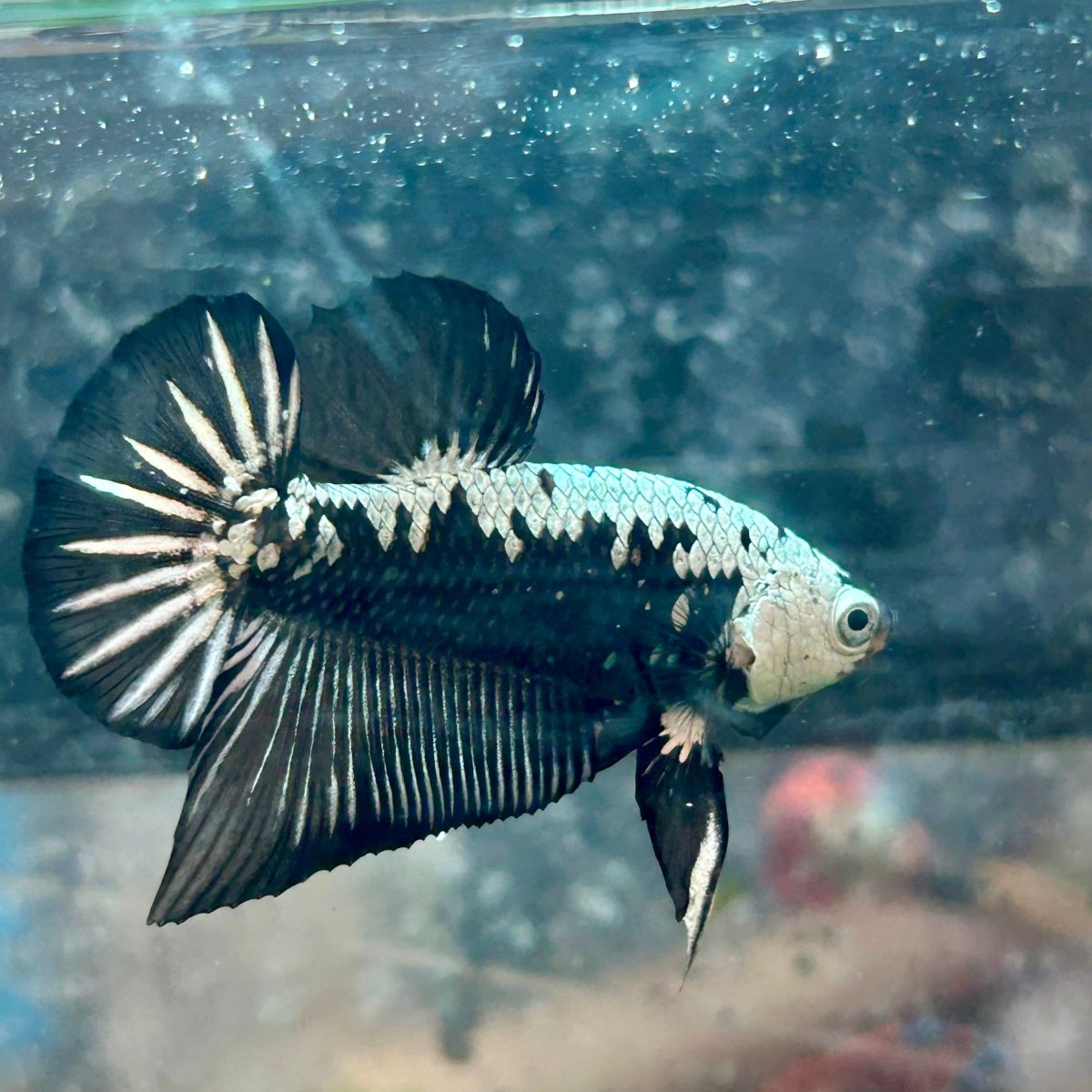 Betta Male Plakat Black Samurai 123