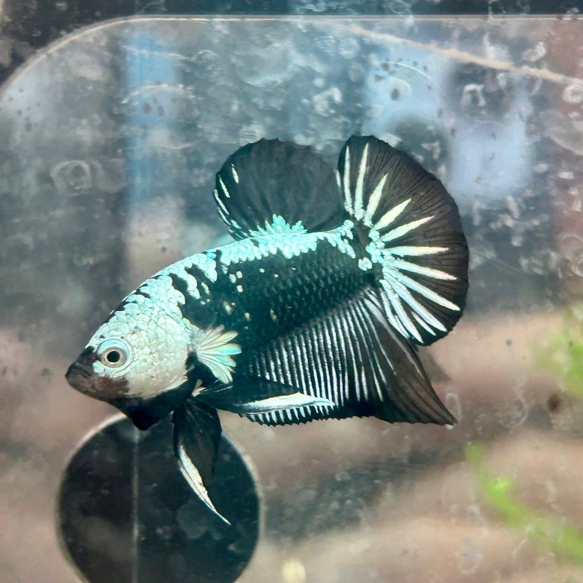 Betta Male Plakat Black Samurai 123