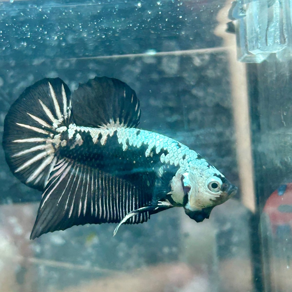 Betta Male Plakat Black Samurai 123