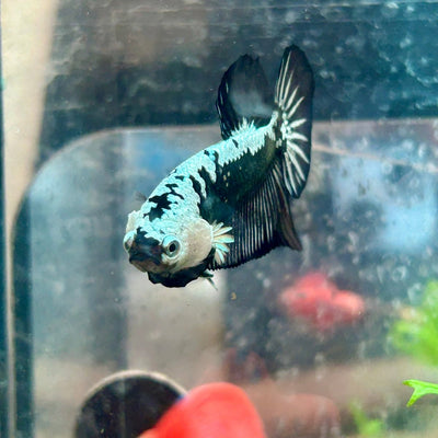 Betta Male Plakat Black Samurai 123