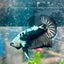 Betta Male Plakat Black Samurai 123