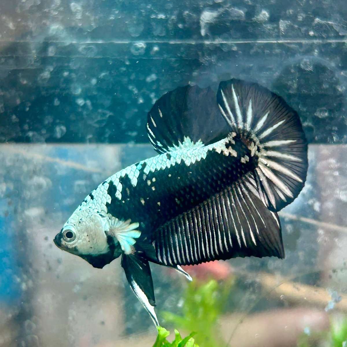 Betta Male Plakat Black Samurai 123