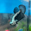 Betta Male Plakat Black Samurai 143
