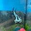 Betta Male Plakat Black Samurai 143
