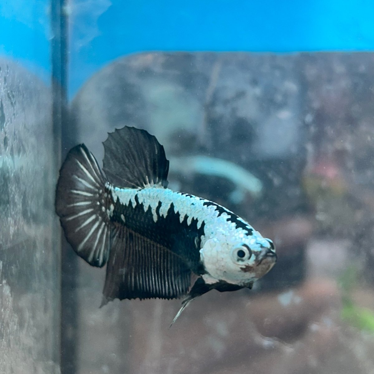 Betta Male Plakat Black Samurai 143