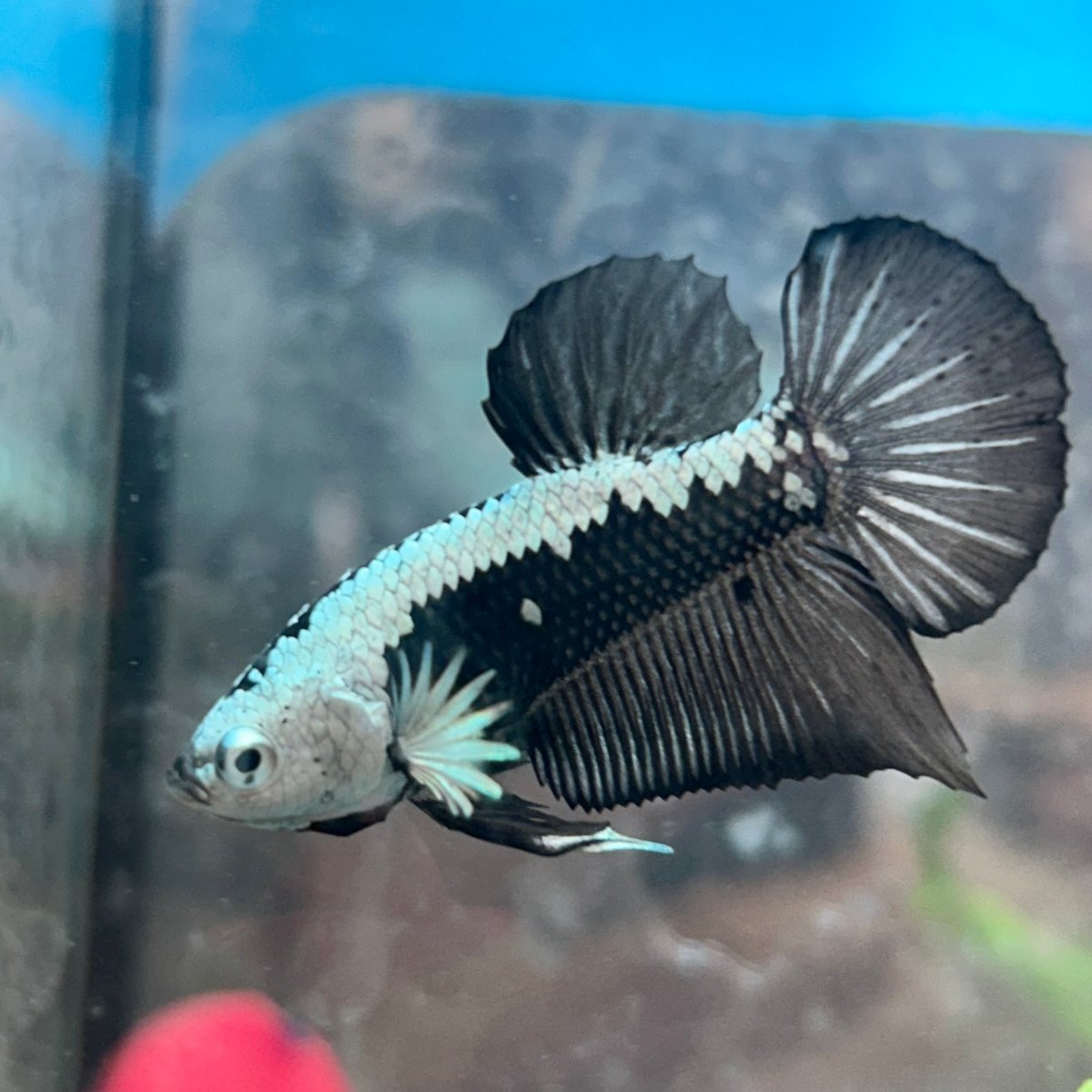 Betta Male Plakat Black Samurai 143