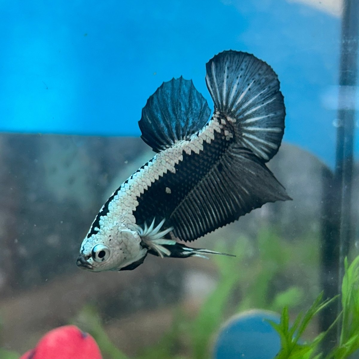 Betta Male Plakat Black Samurai 143