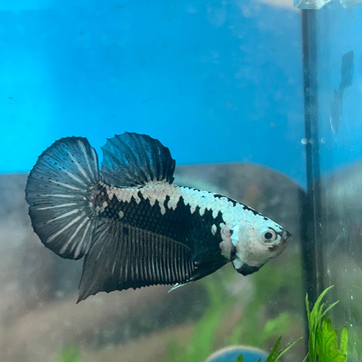 Betta Male Plakat Black Samurai 143