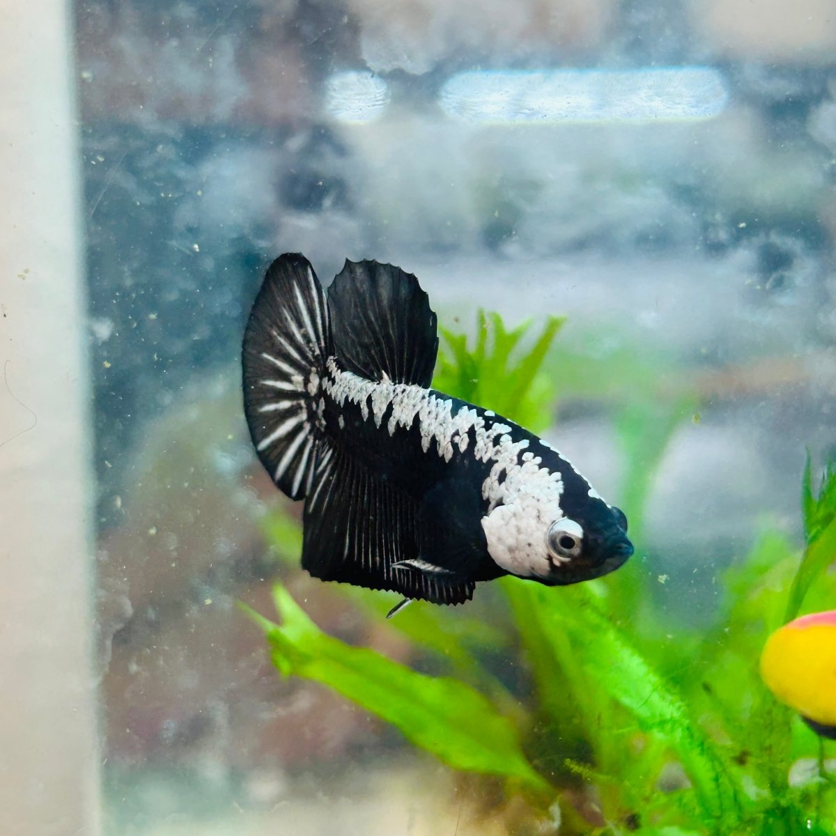 Betta Male Plakat Black Samurai 173