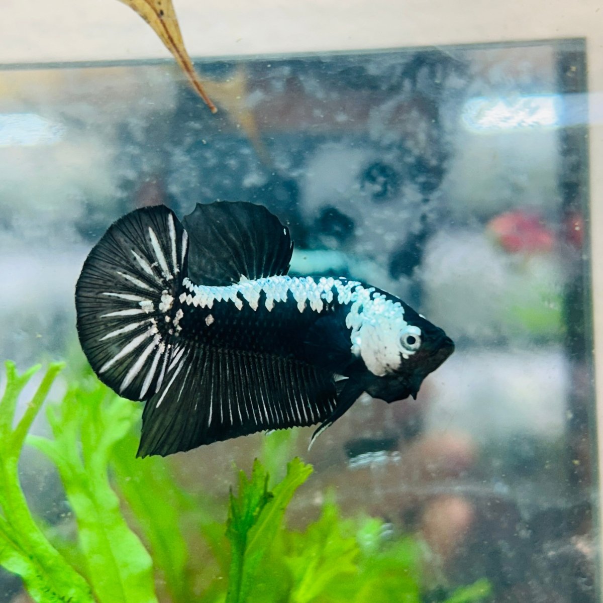 Betta Male Plakat Black Samurai 173