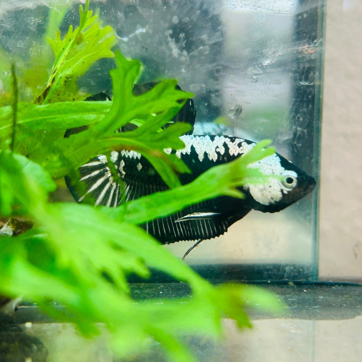 Betta Male Plakat Black Samurai 173