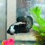 Betta Male Plakat Black Samurai 173