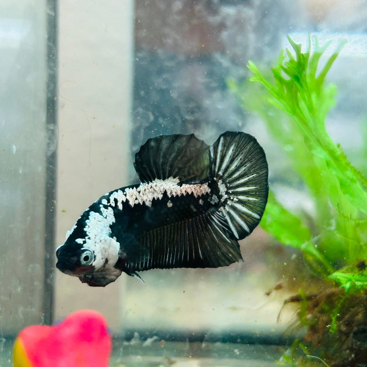 Betta Male Plakat Black Samurai 173