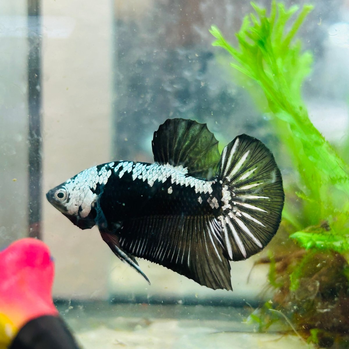 Betta Male Plakat Black Samurai 173