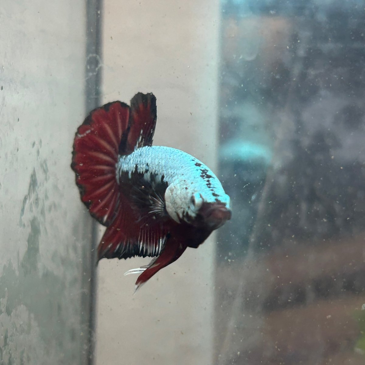 Betta Male Plakat Blood Red Samurai 076