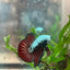 Betta Male Plakat Blood Red Samurai 076