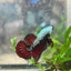 Betta Male Plakat Blood Red Samurai 076