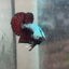 Betta Male Plakat Blood Red Samurai 076
