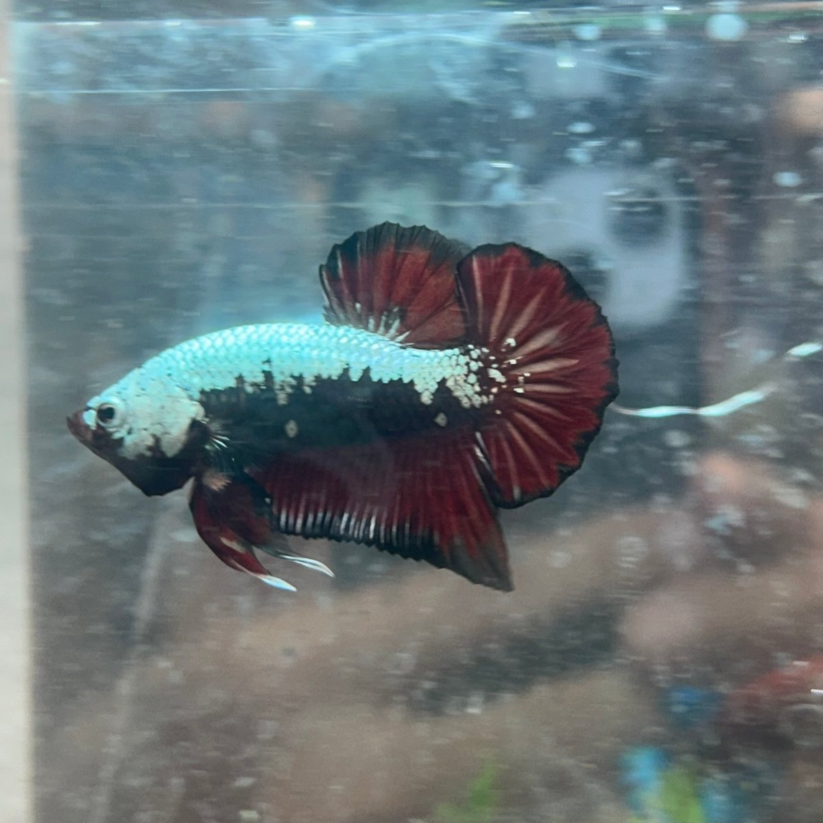 Betta Male Plakat Blood Red Samurai 076