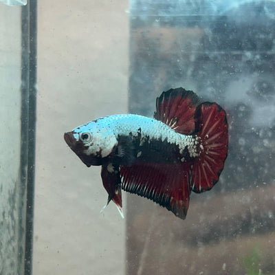 Betta Male Plakat Blood Red Samurai 076