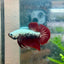 Betta Male Plakat Blood Red Samurai M15