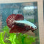 Betta Male Plakat Blood Red Samurai M15