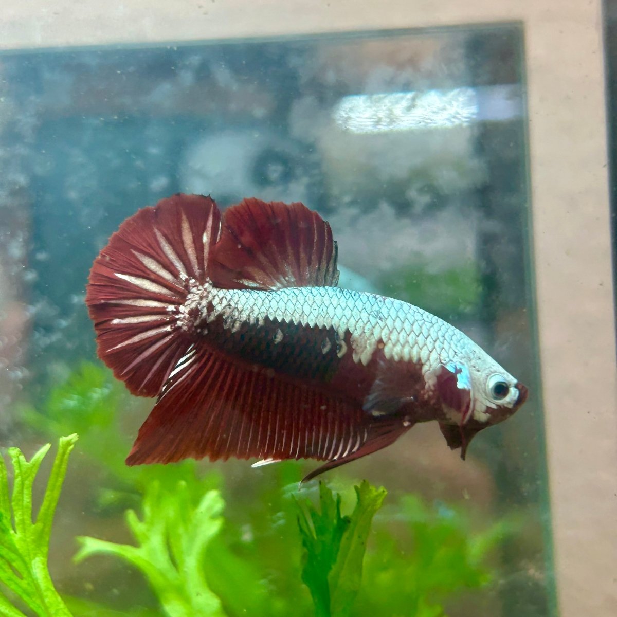 Betta Male Plakat Blood Red Samurai M15
