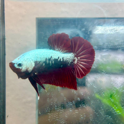 Betta Male Plakat Blood Red Samurai M15