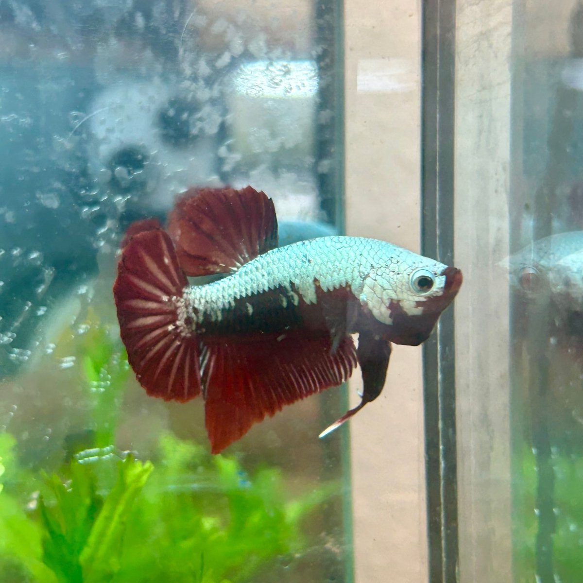 Betta Male Plakat Blood Red Samurai M15