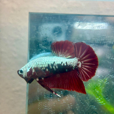 Betta Male Plakat Blood Red Samurai M15