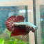 Betta Male Plakat Blood Red Samurai M15