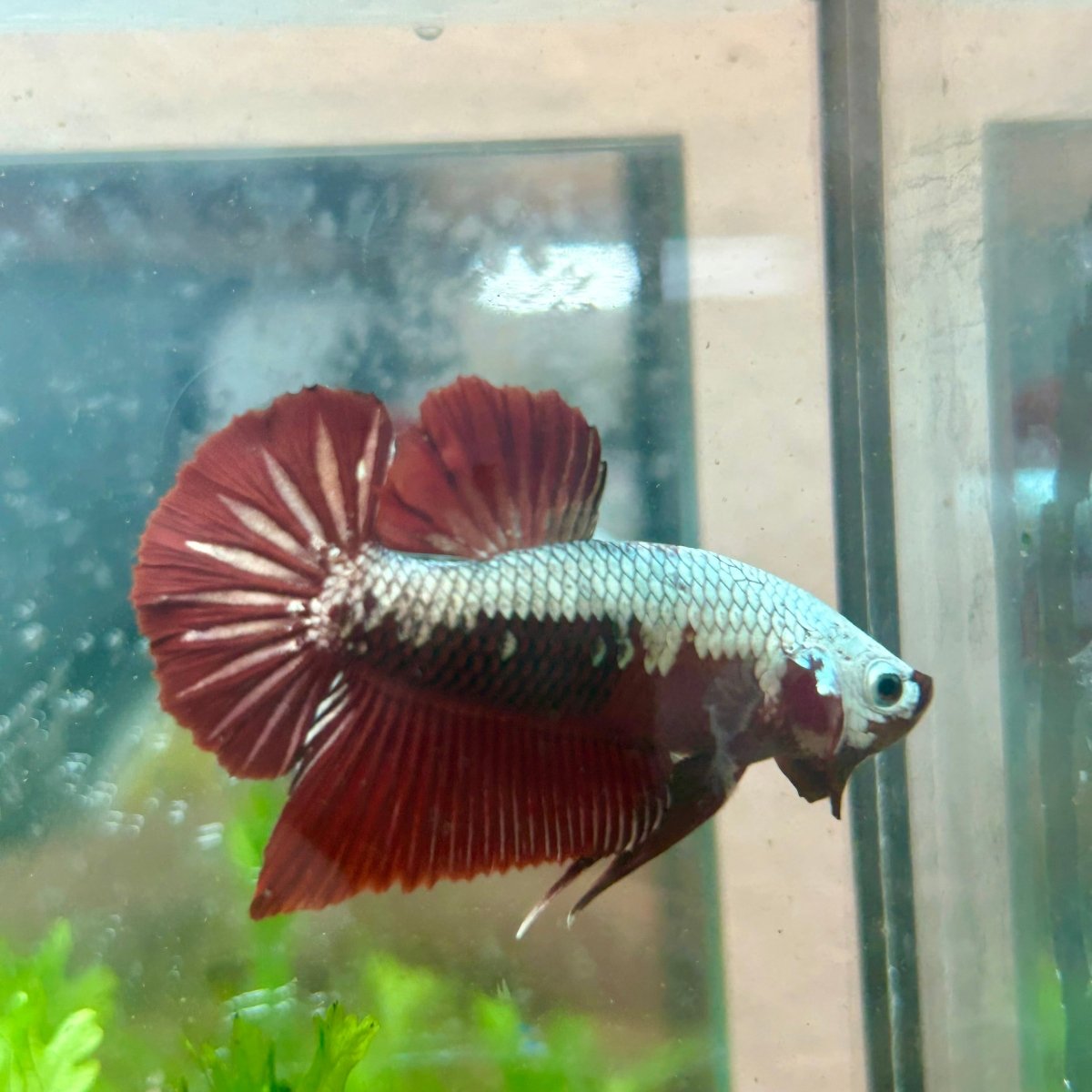 Betta Male Plakat Blood Red Samurai M15