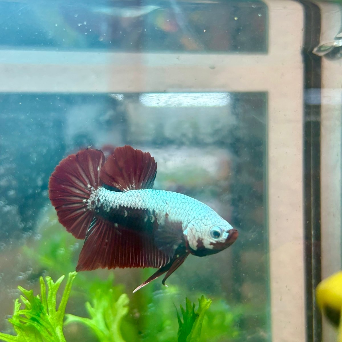 Betta Male Plakat Blood Red Samurai M15