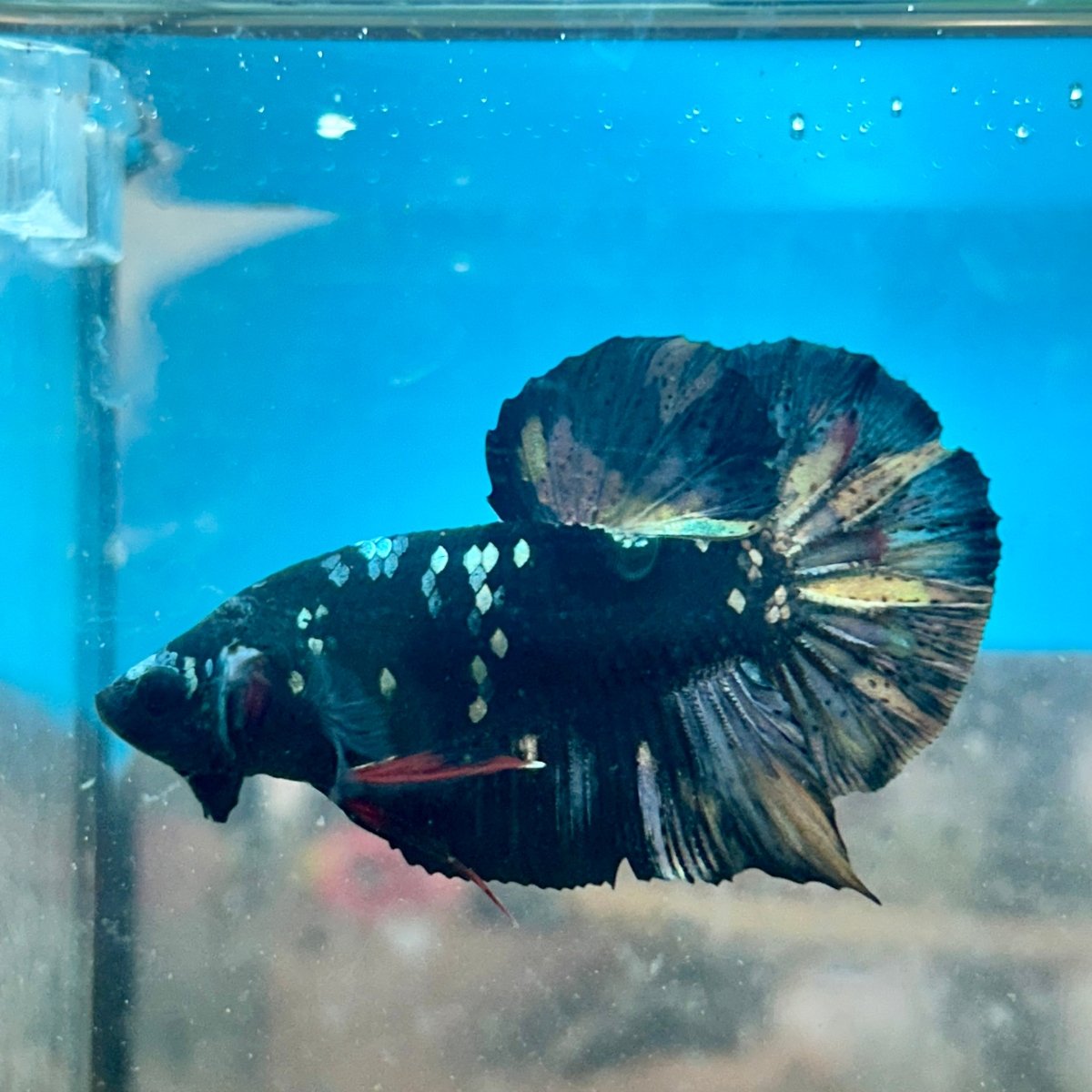 Betta Male Plakat Copper Avarta 048