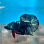 Betta Male Plakat Copper Avarta 048