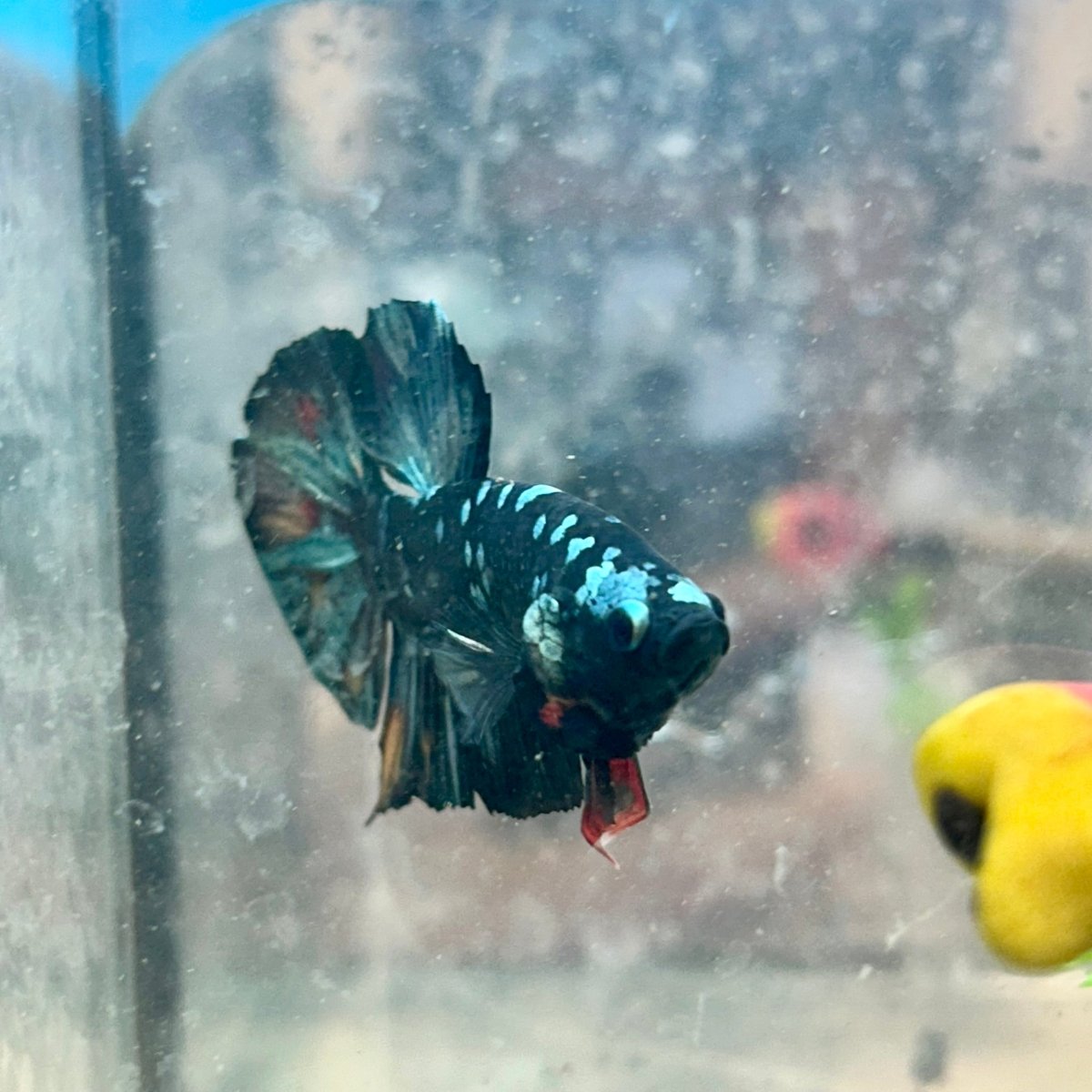 Betta Male Plakat Copper Avarta 048