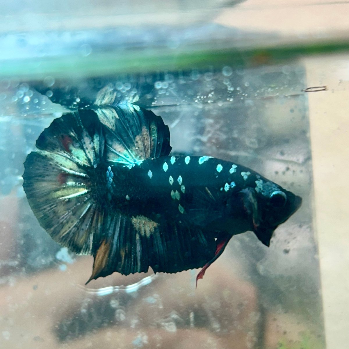 Betta Male Plakat Copper Avarta 048