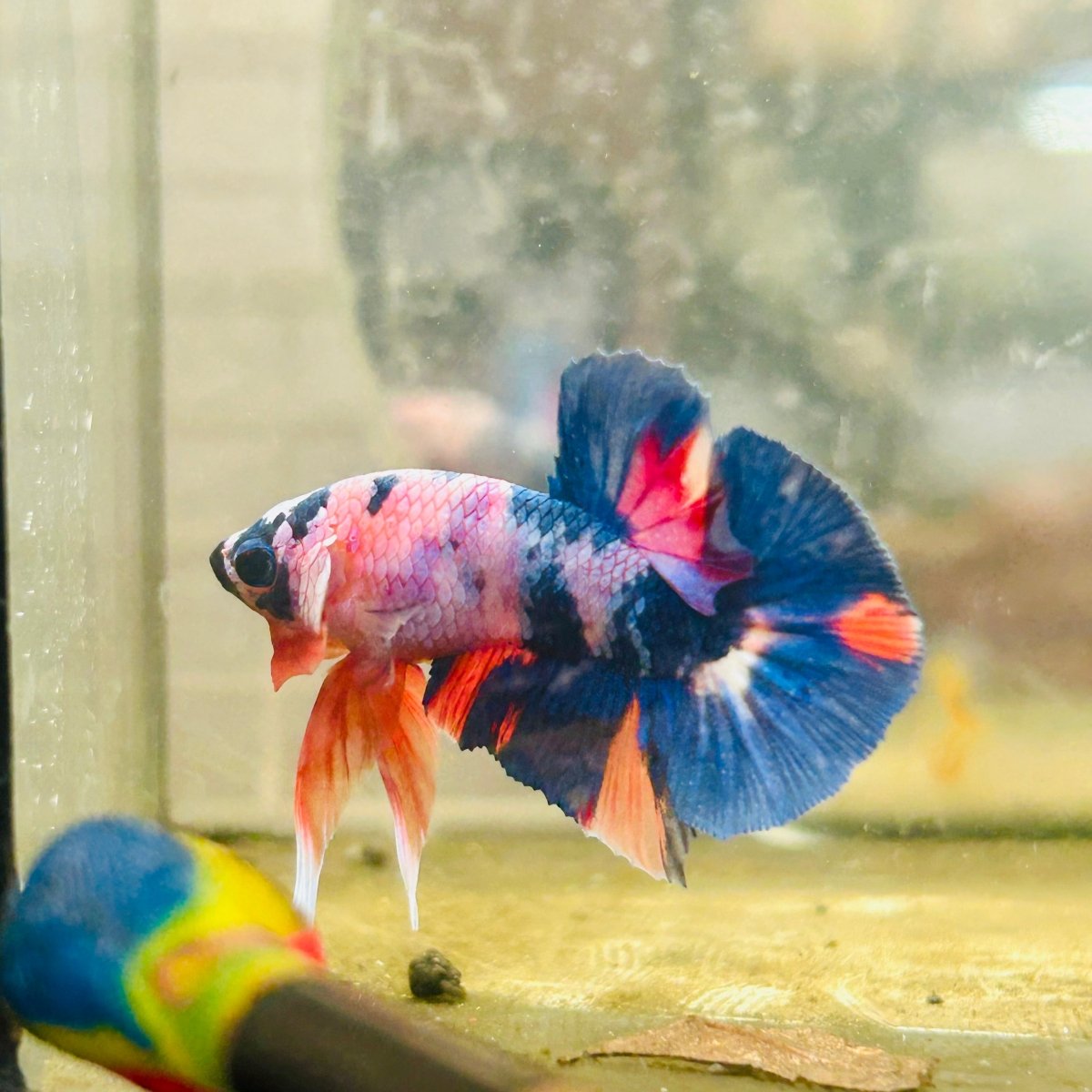 Plakat Multicolor Koi - Male Betta