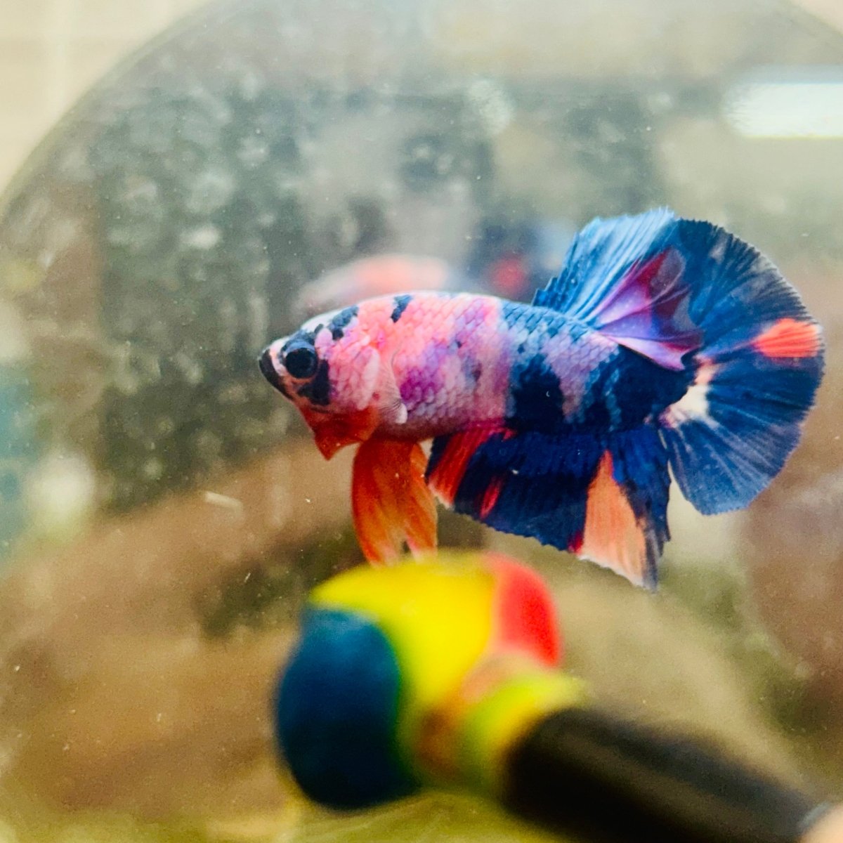 Betta Male Plakat Multicolor Candy - 056