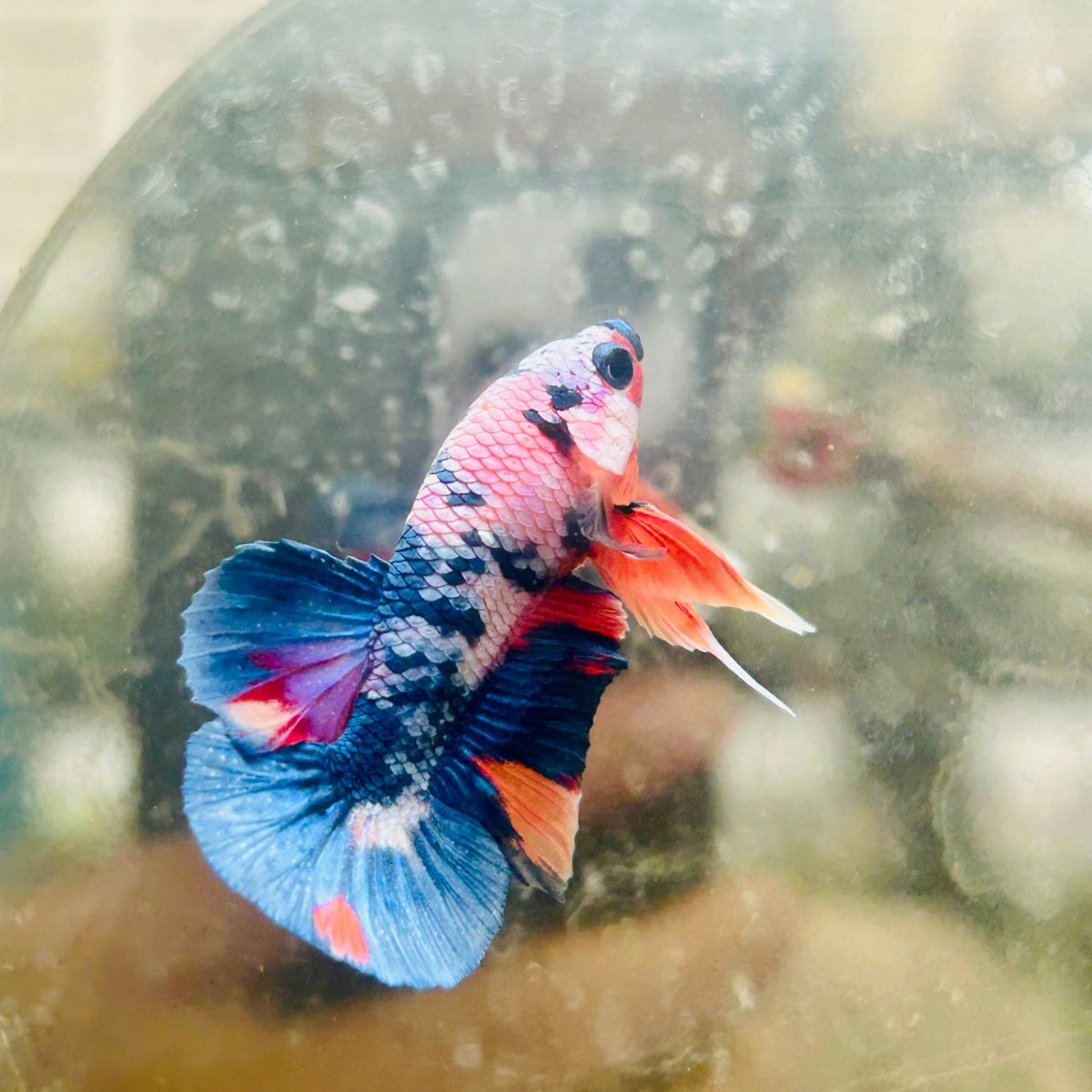 Betta Male Plakat Multicolor Candy - 056