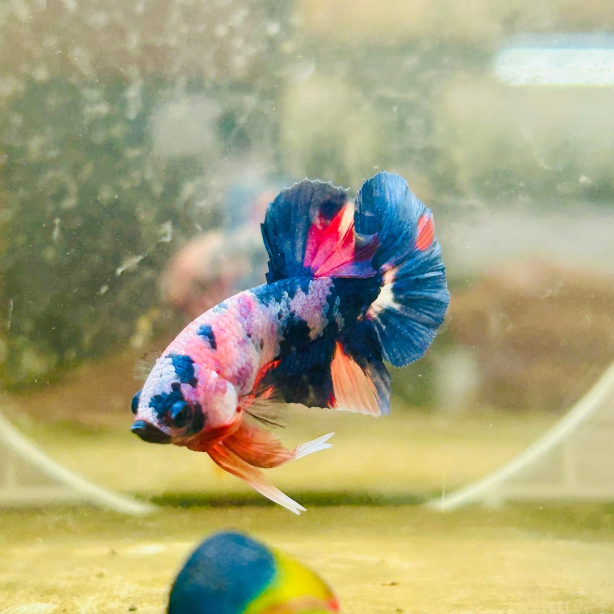 Betta Male Plakat Multicolor Candy - 056