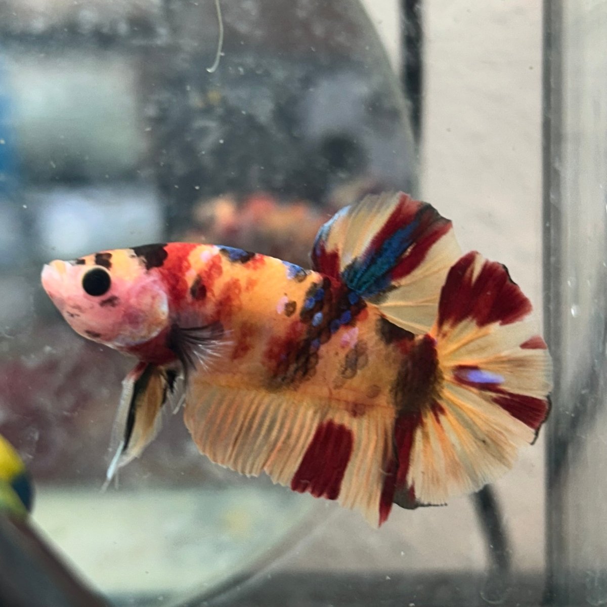 Betta Male Plakat Multicolor Nemo #N137