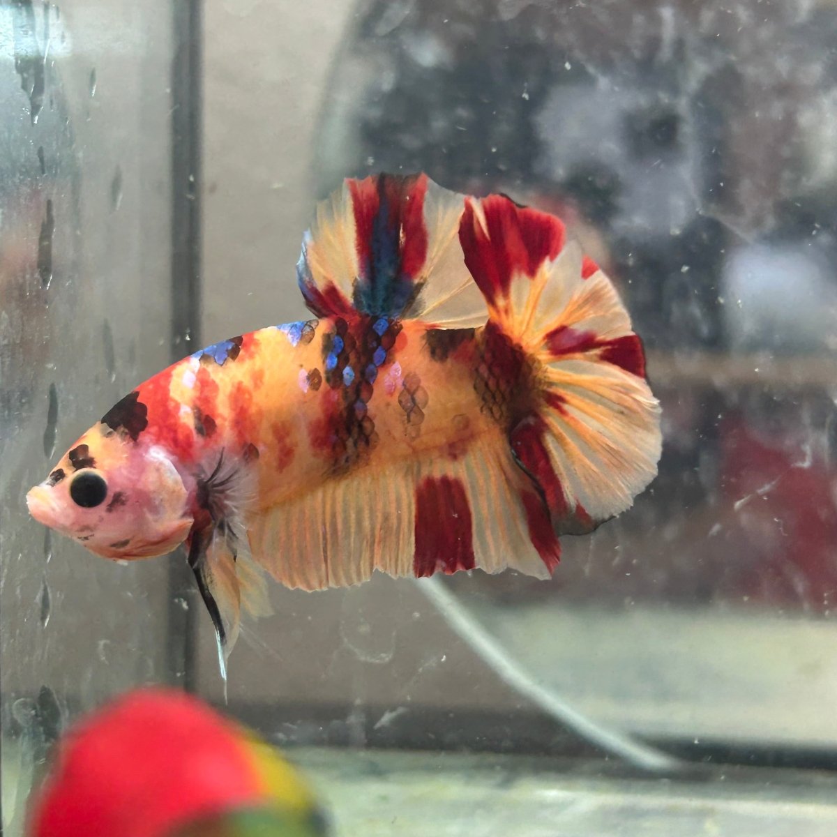Betta Male Plakat Multicolor Nemo #N137