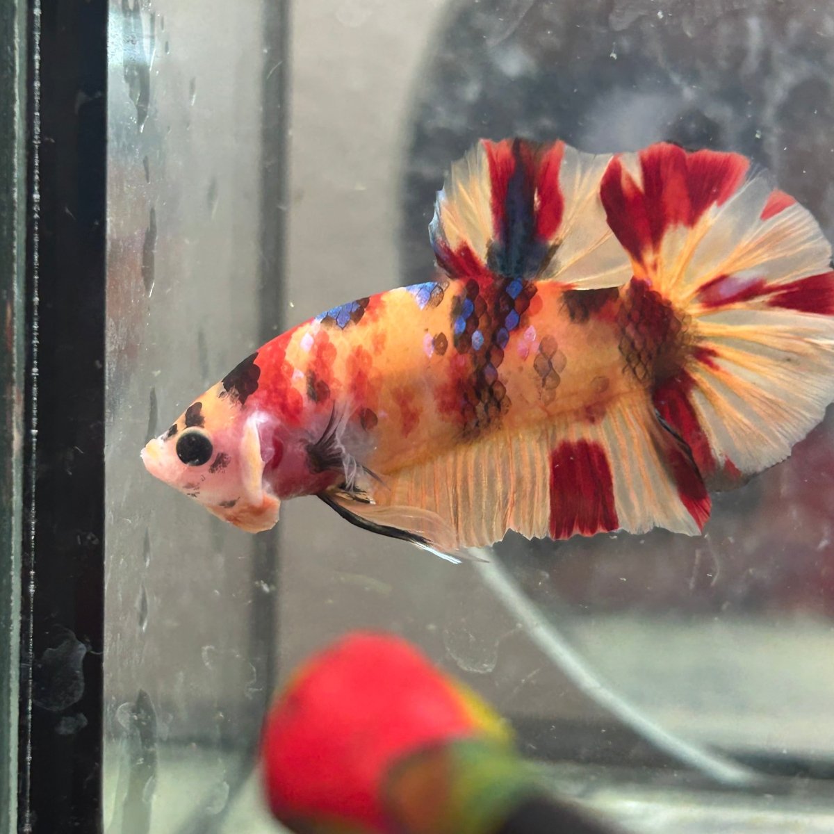 Betta Male Plakat Multicolor Nemo #N137