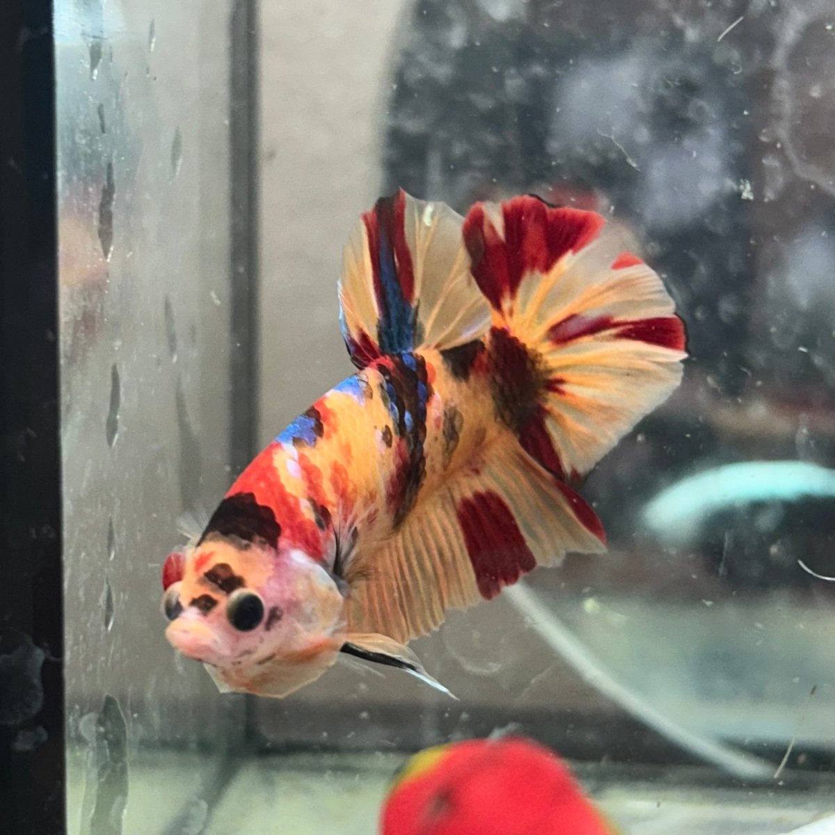 Betta Male Plakat Multicolor Nemo #N137