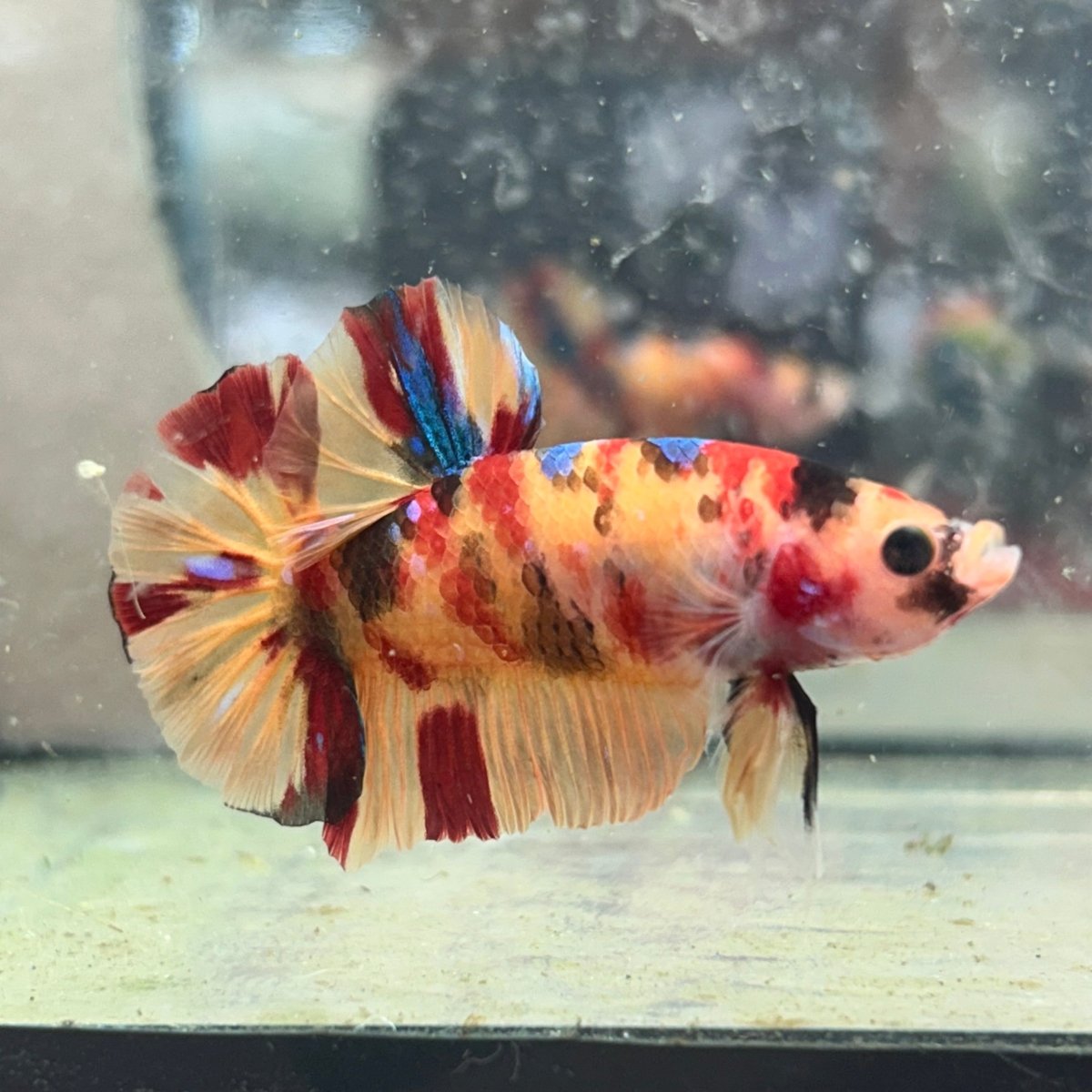 Betta Male Plakat Multicolor Nemo #N137