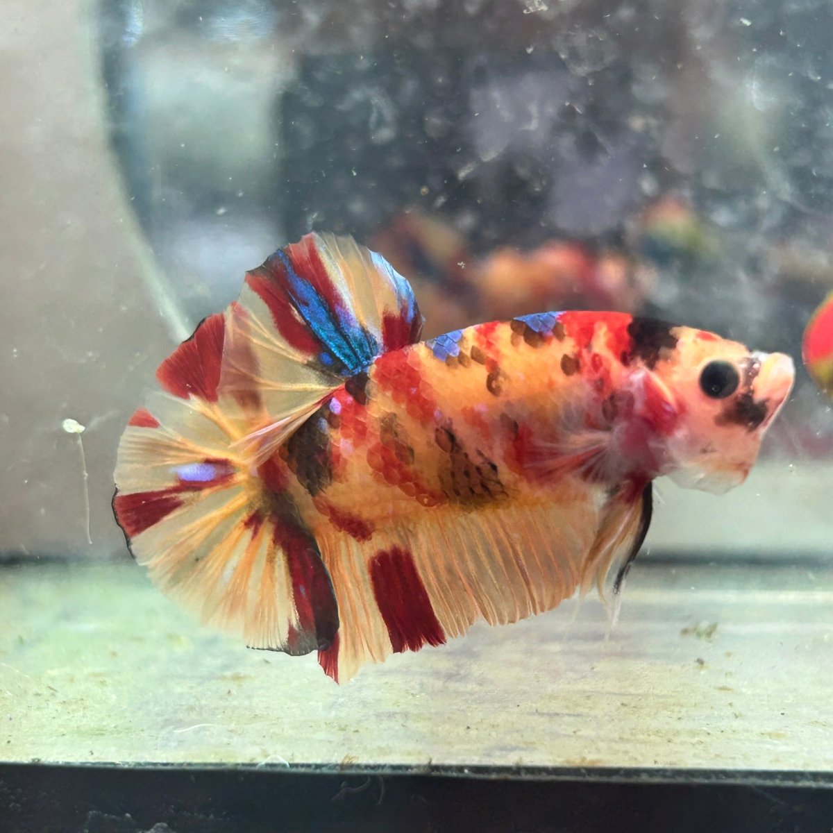 Betta Male Plakat Multicolor Nemo #N137